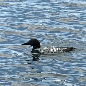 Meet your Posher, Rita